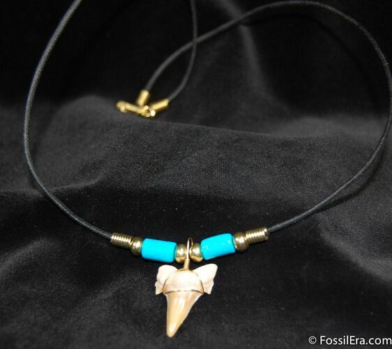 Fossil Shark Tooth Necklace #610